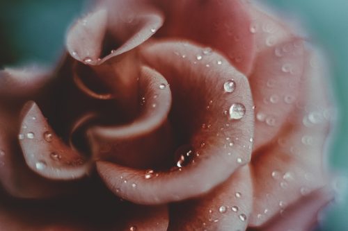 Rose Flower Water