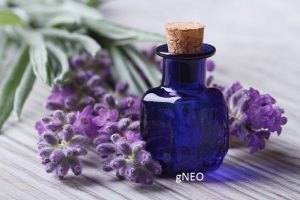 Spike Lavender Essential oil