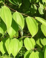 Cinnamon Leaf Essential Oil (Sri Lanka)