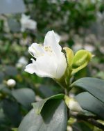 Camellia Seed Oil (Virgin) (Organic)