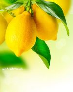 Lemon Essential Oil (Italy)