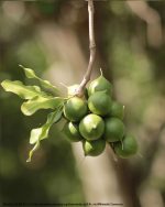 Macadamia Nut Oil (Organic) (Virgin)