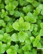Peppermint Rectified Essential Oil (India)