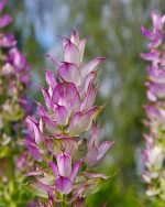 Clary Sage Essential Oil (Spain/Russia)