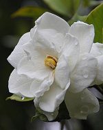 Gardenia Type Fragrance Oil