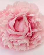 Rose and Peony Fragrance Oil
