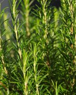 Rosemary Essential Oil (CO2)